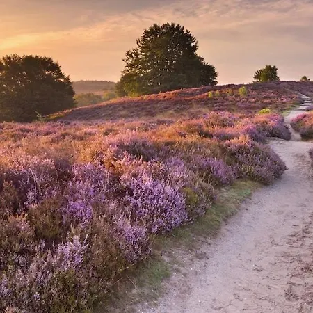 Luxe Boshuisje Goudvink, Midden Op De Veluwe Vakantiehuis